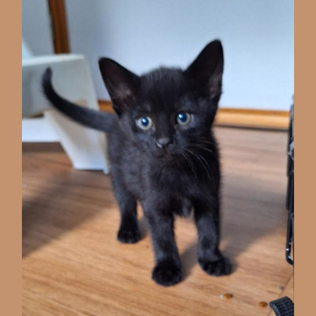 Photo of Mystique
