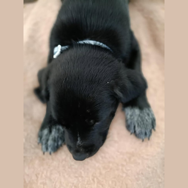 Photo of Comet