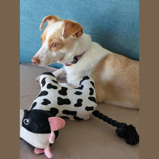 Photo of Bella