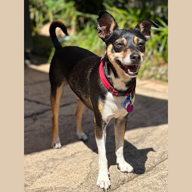 Photo of Valo   3 Year Old Fox Terrier X