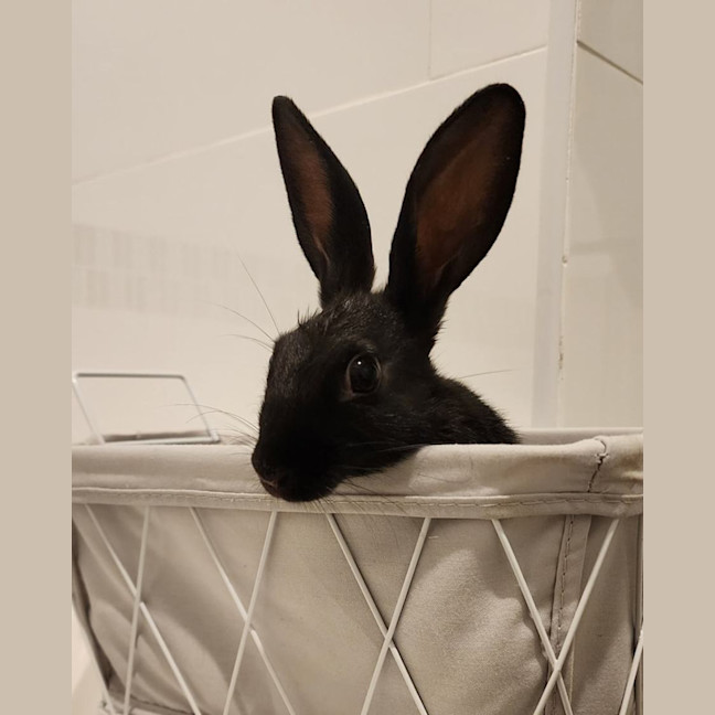 Photo of Cici *On Trial*