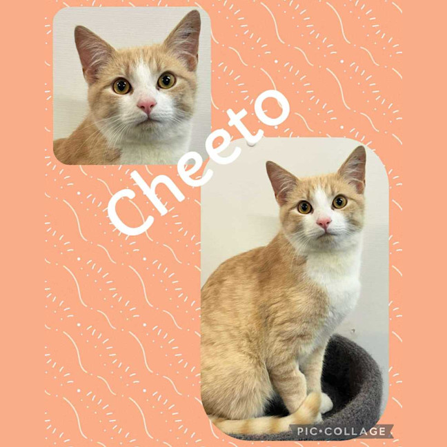Photo of Cheeto 