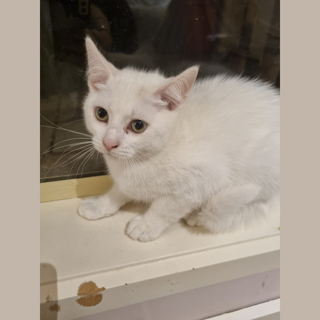 Photo of Opal