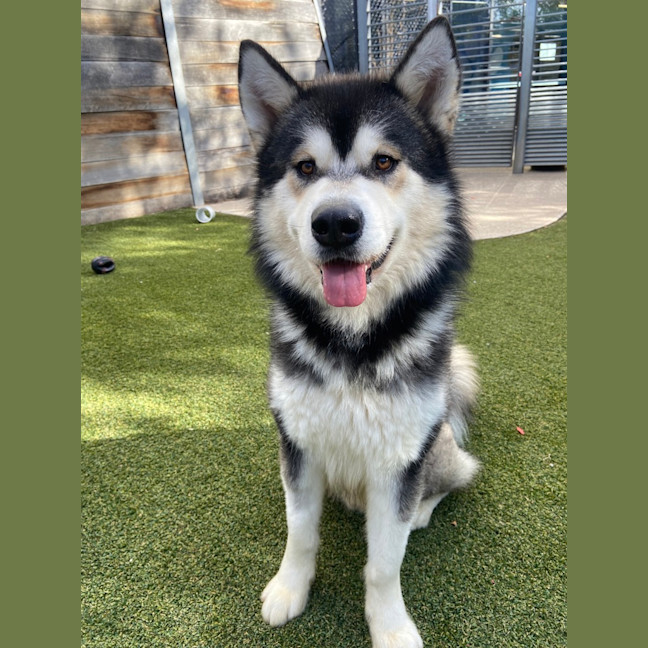 Photo of Caspian