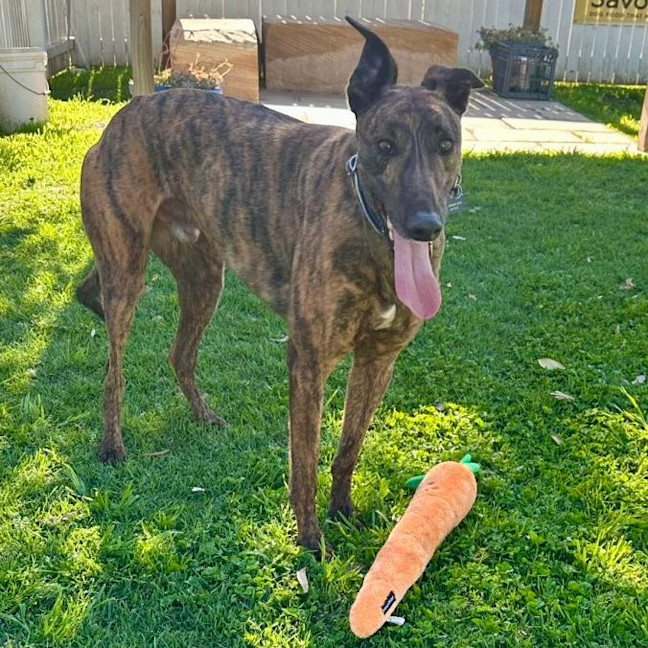 Photo of Maverick The Greyhound