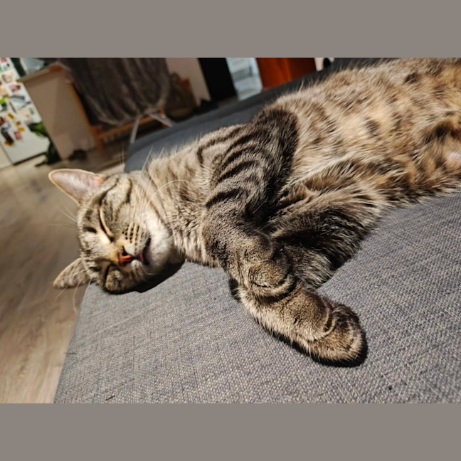 Photo of Marceline   In Foster Care In Preston