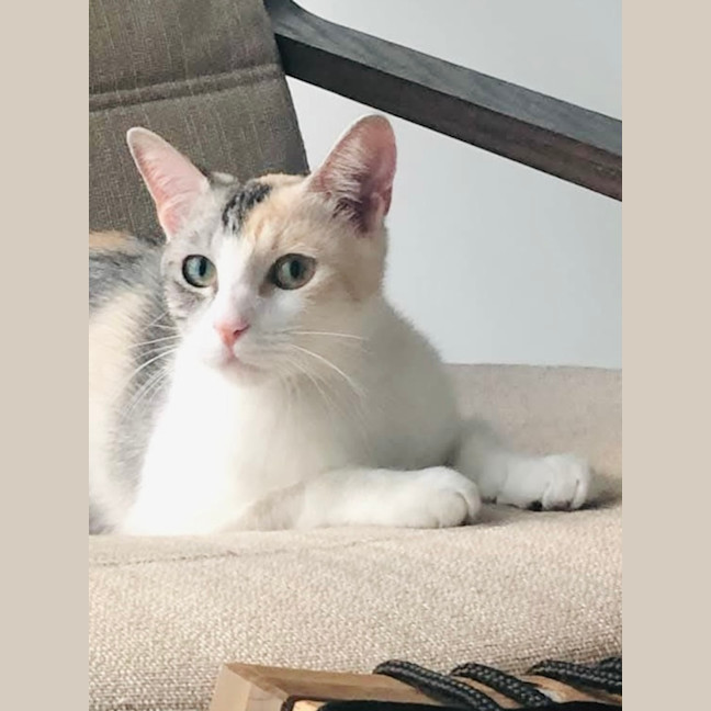 Photo of Apricot   Located In Brunswick East