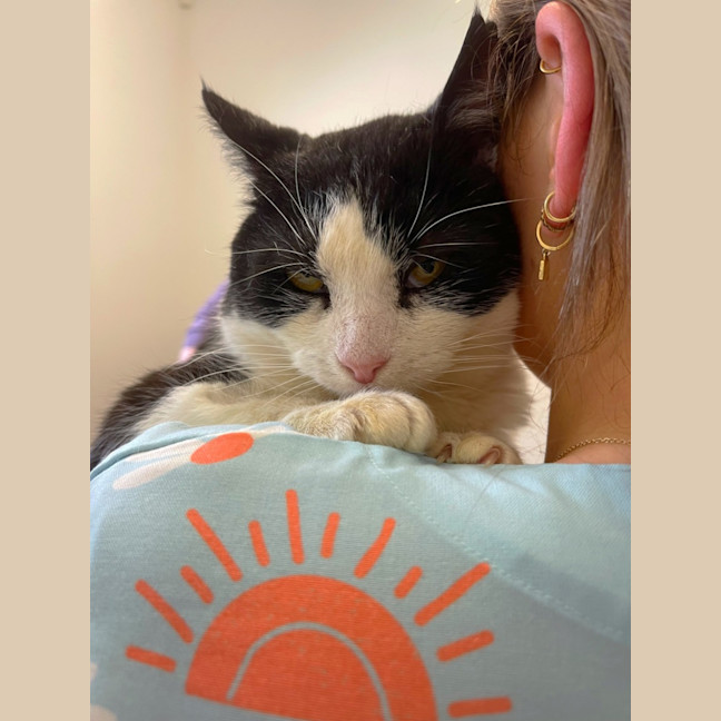 Photo of Lucky Cat