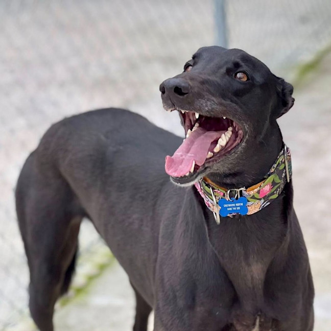 Photo of Ruby The Greyhound