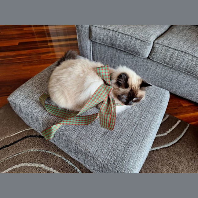 Photo of Princess Saffy