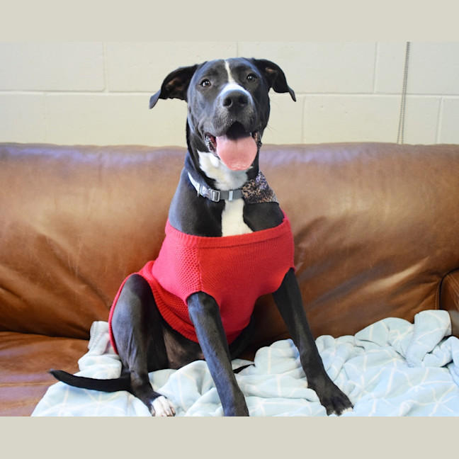 Photo of Sugar