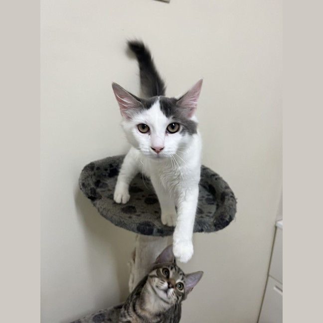 Photo of Alfie   Now Available At Pet Quarters Rutherford