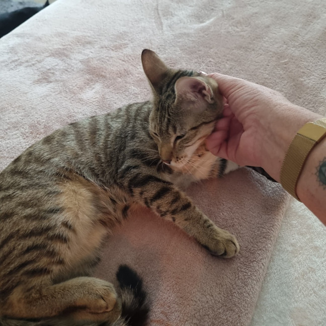 Photo of Peanut