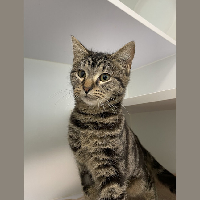 Photo of Devon (Bonded To Ms. Casey)