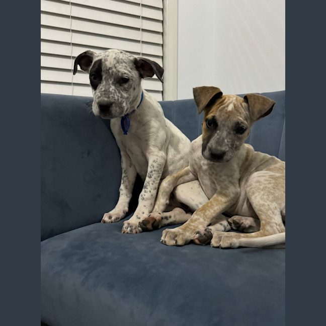 Photo of Coco   13 Week Old Cattle Dog X(trial)