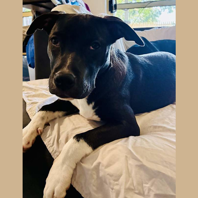 Photo of Dodger