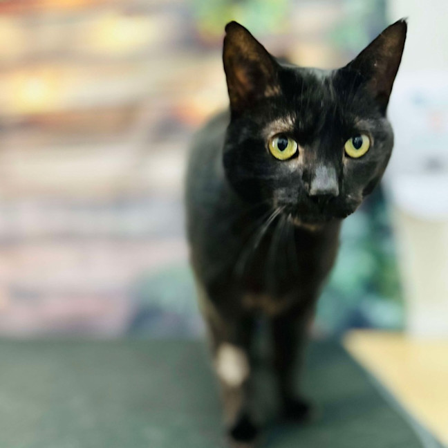 Photo of Bucky   Located In Preston