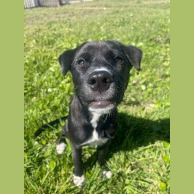 Photo of Mochi   4 Month Old Sharpei X Bullmastiff