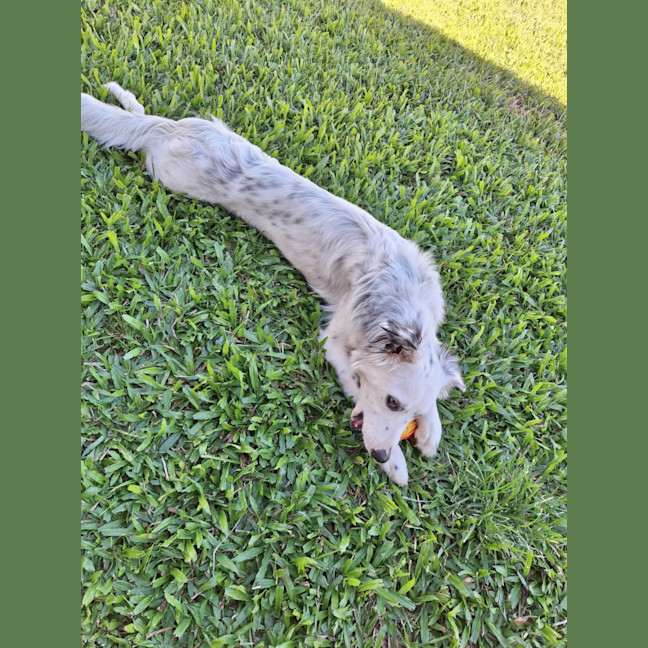 Photo of Smudge