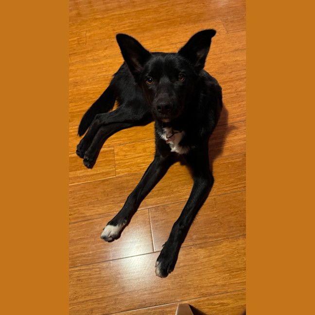 Photo of Bindi