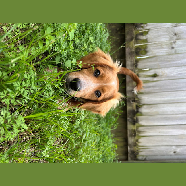 Photo of Albie