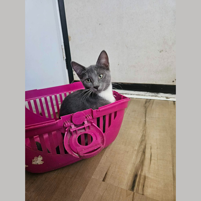 Photo of Poppy