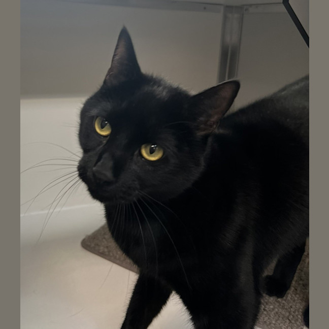 Photo of Inky