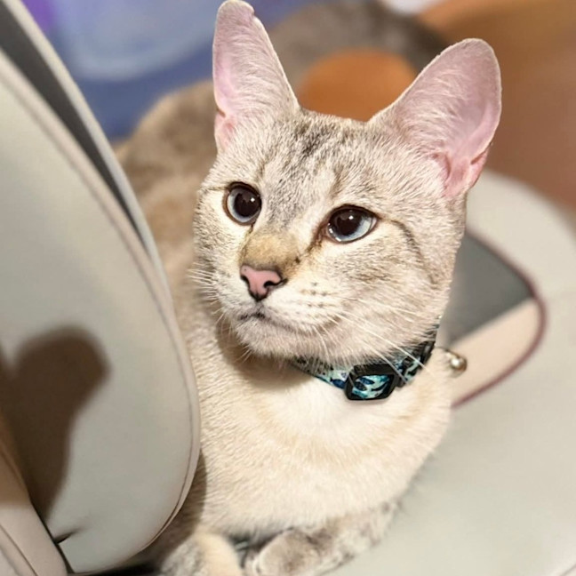 Photo of Sassy