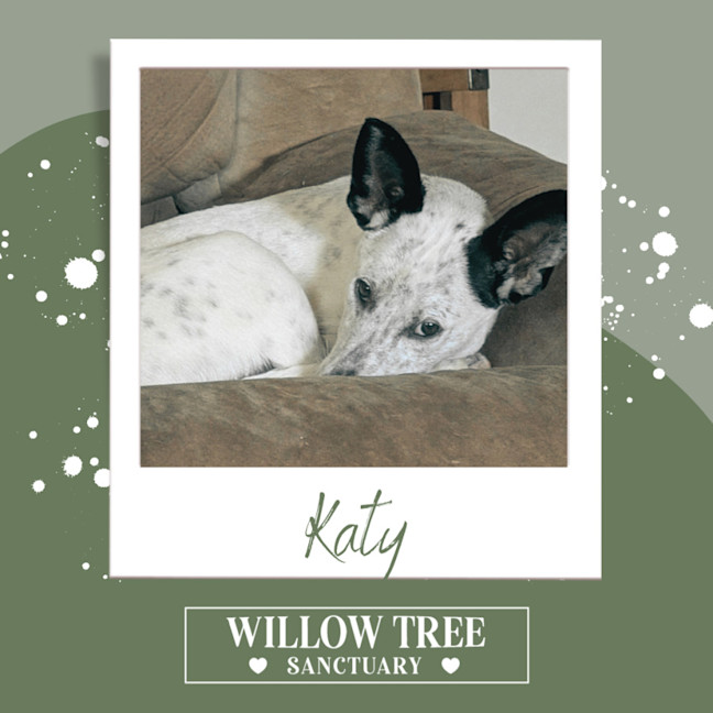 Photo of Katy