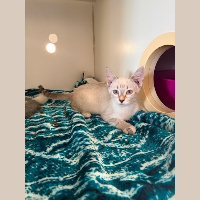 Photo of Basil