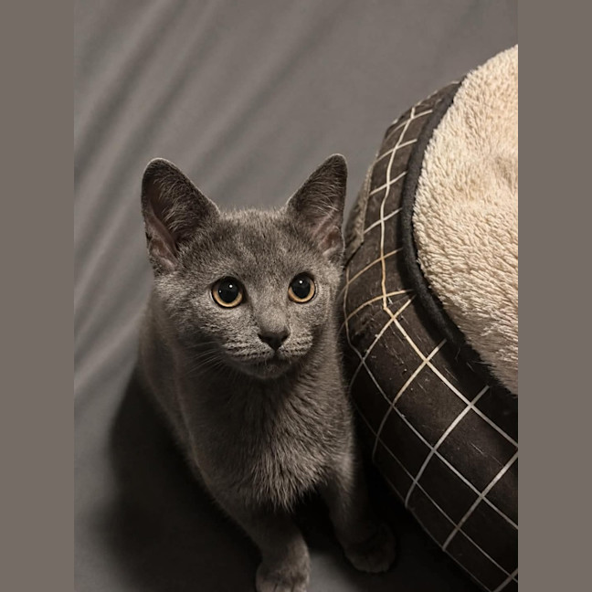 Photo of Rover