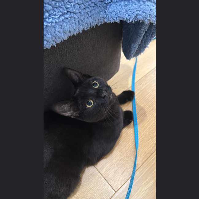 Photo of Domino 