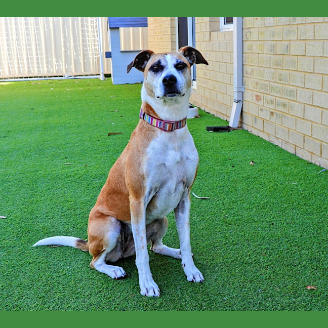 Photo of Stella