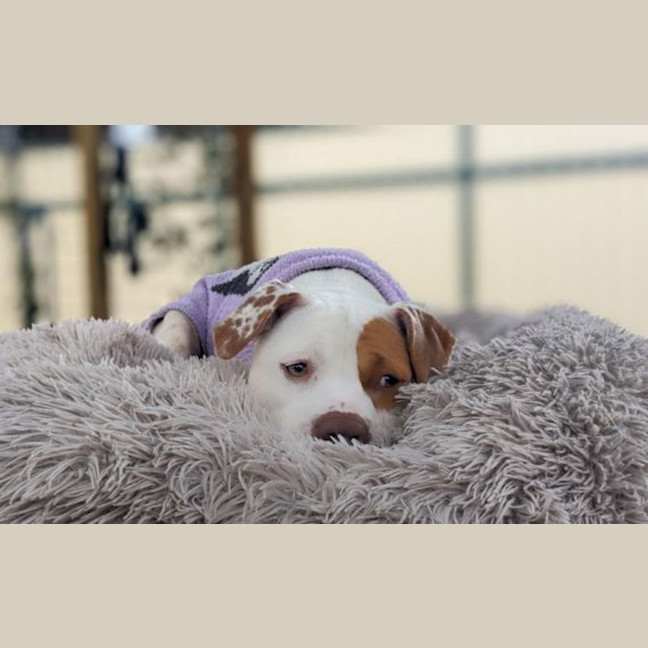 Photo of Missy Moo
