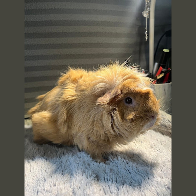 Photo of Spin (Desexed Male) & Tinkerbell