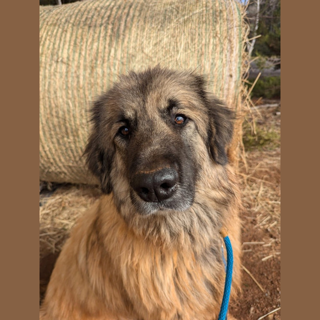 Photo of Hercules