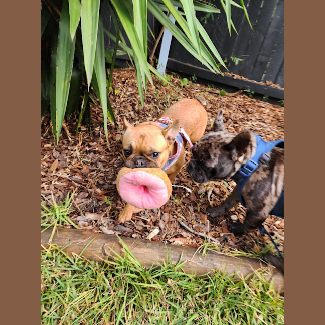 Photo of Penelope And Nala 