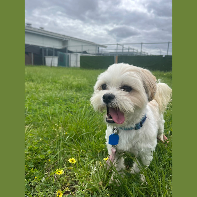 Photo of Fluffy