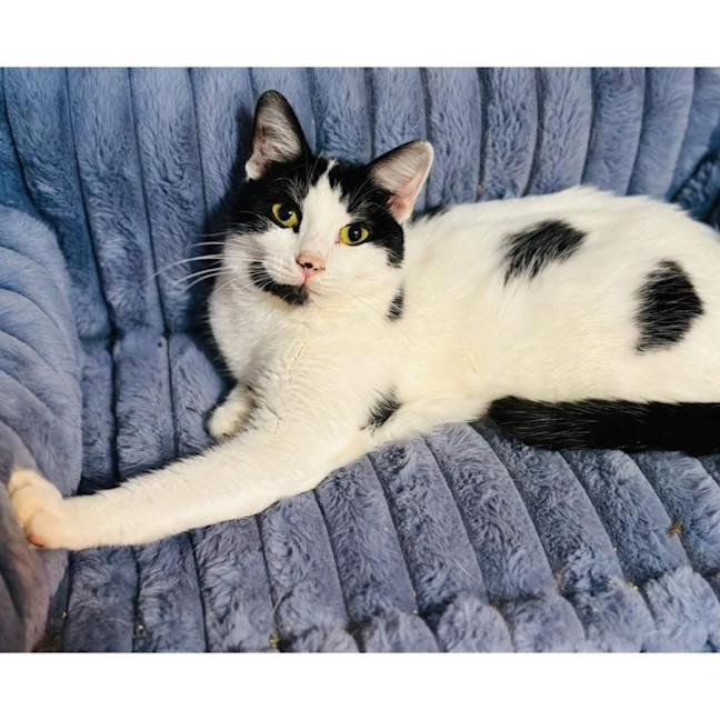 Photo of 13219   Dottie