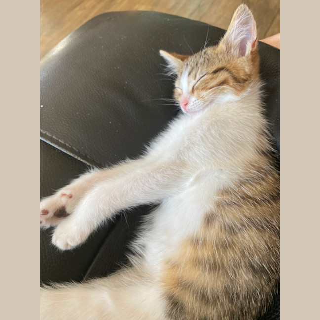 Photo of Belle   Meet Me At Petstock Chelsea