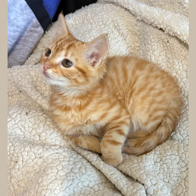 Photo of Caleb 🦁🧡🦁