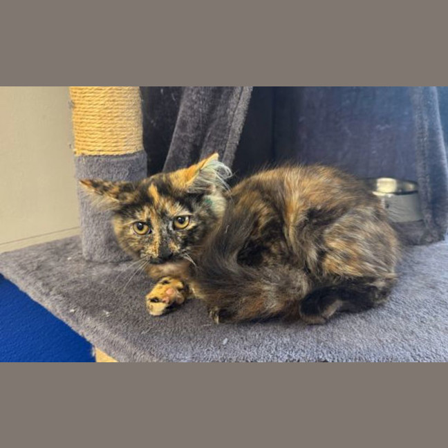 Photo of Arrietty