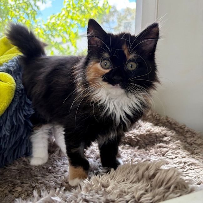 Photo of Bastet