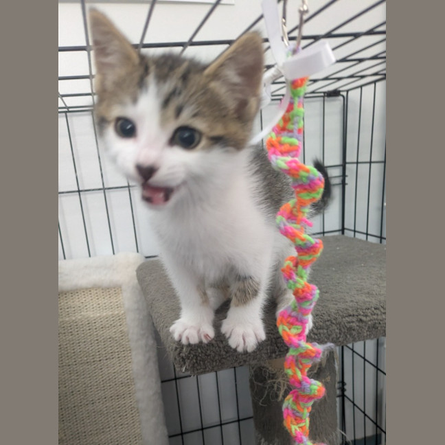 Photo of Lightning Snail