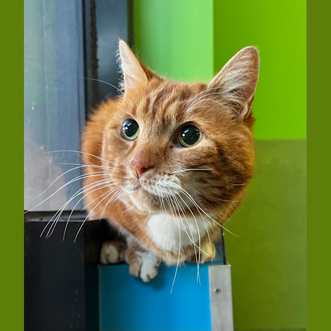 Photo of Sheeran