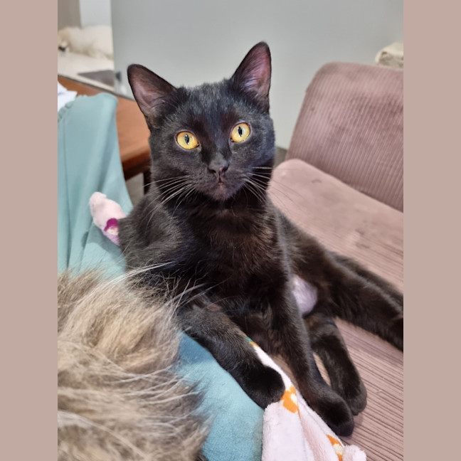 Photo of Bonnie *Fostered In Perth