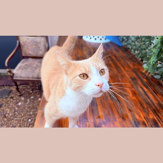 Photo of Fox