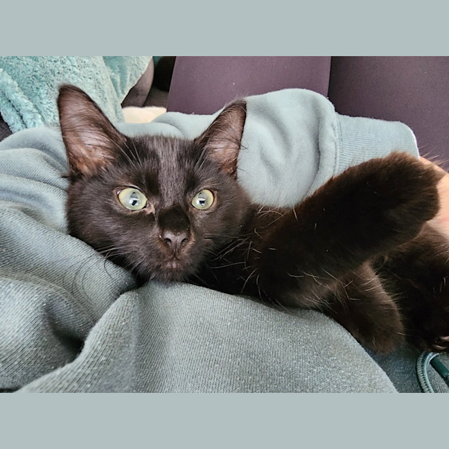 Photo of Sabbi
