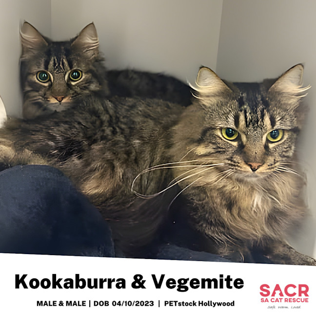 Photo of Kookaburra & Vegemite