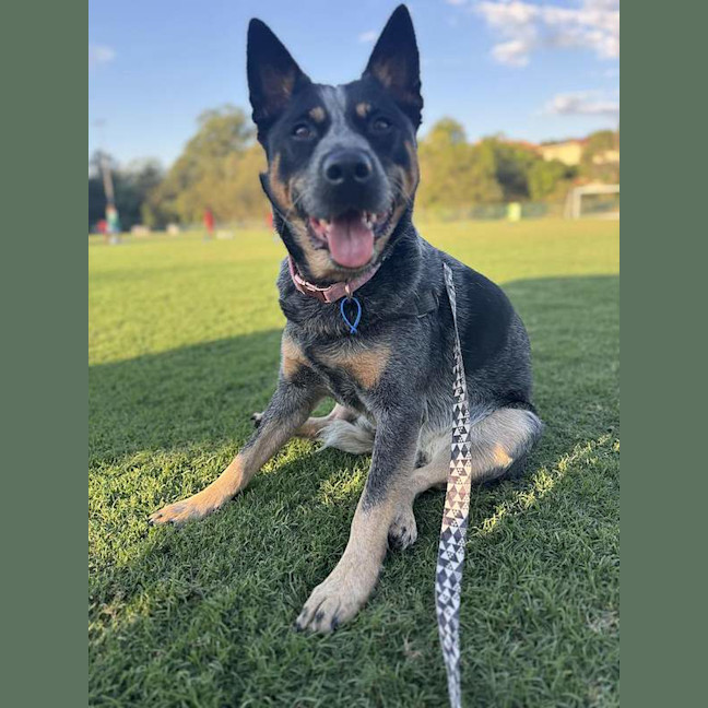 Photo of Roxy